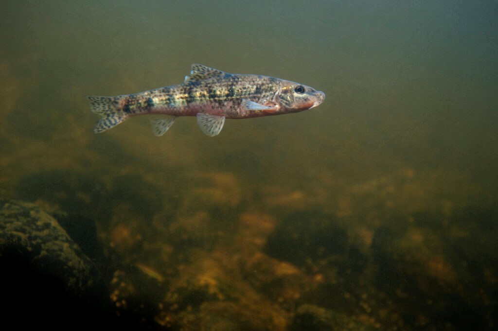 truites et goujons pêche en dordogne