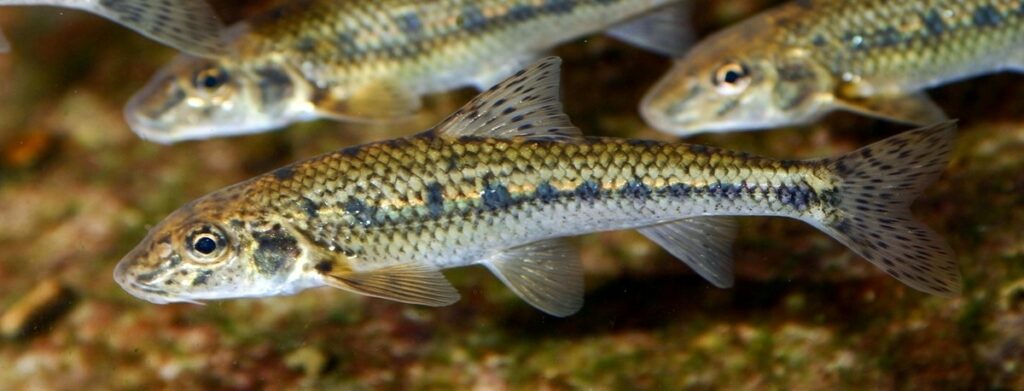 goujons et truites en rivières du périgord